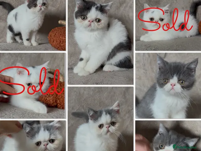 Exotic cats Ready to leave! 3 exotic shorthair boys left - Advert 1