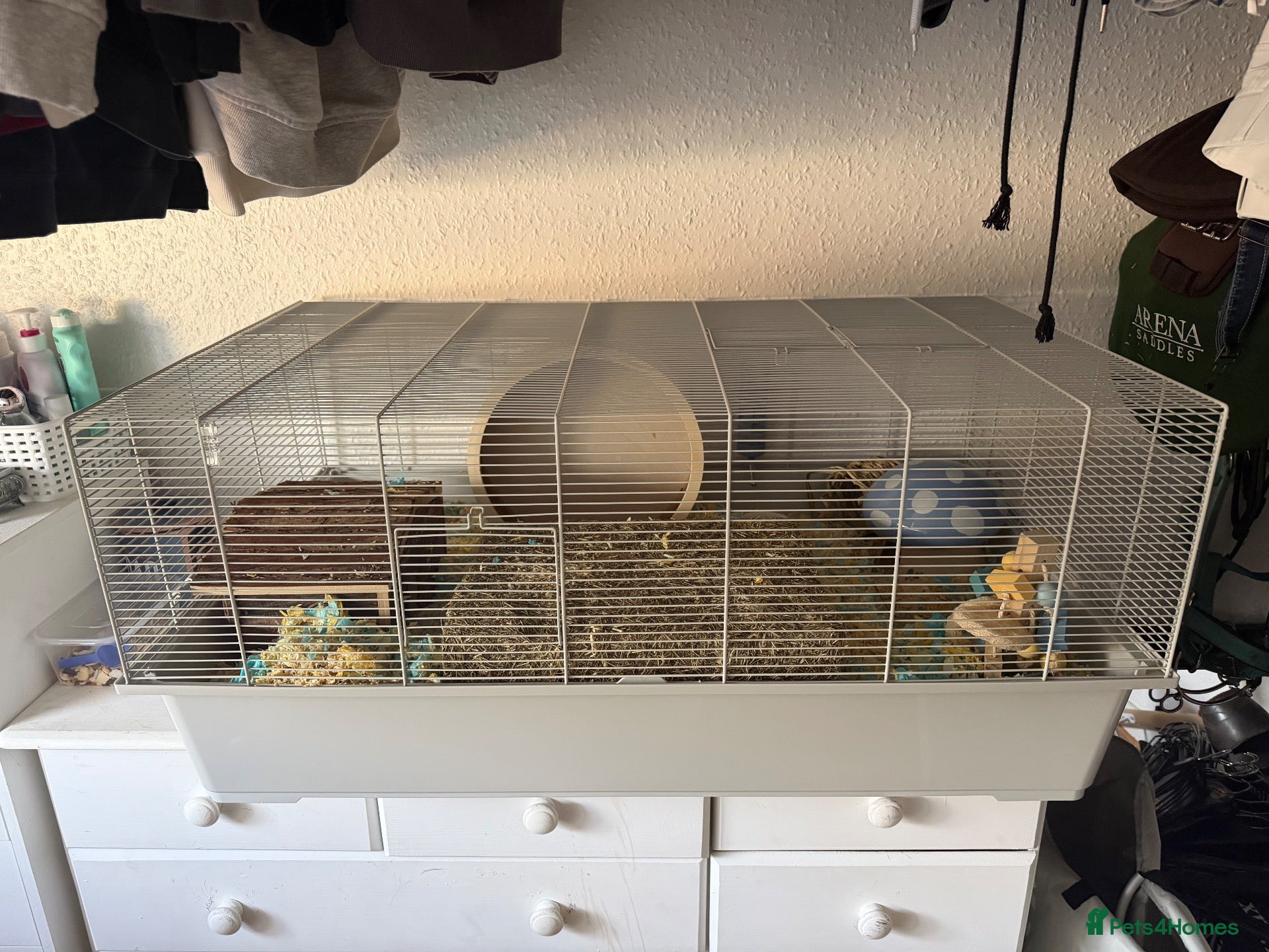 Hamster rodents for sale: Dumbo - Male Syrian Hamster  - Advert 2