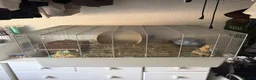 Hamster rodents for sale: Dumbo - Male Syrian Hamster  in Taunton - Advert 1
