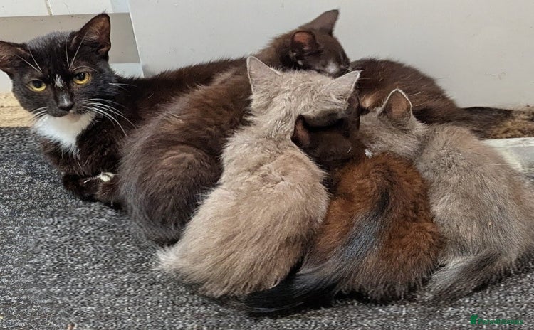 Mixed Breed cats - Advert 6