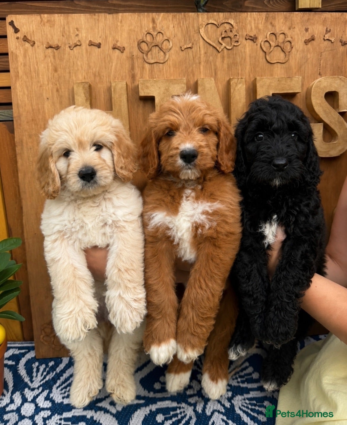 Goldendoodle dogs Beautiful f2b Golden doodles for sale  - Advert 1
