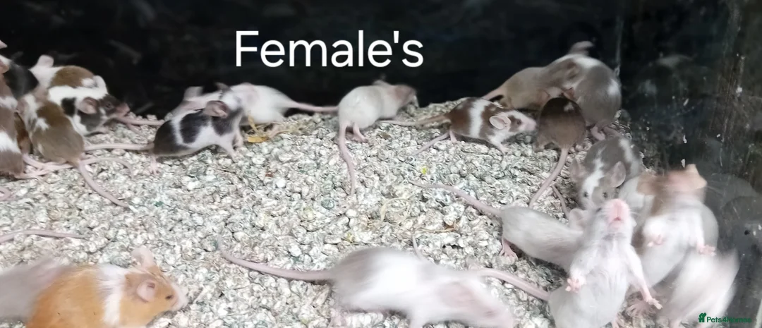 Mouse rodents for sale: Baby Fancy Pet mice , Males and Females - Advert 5