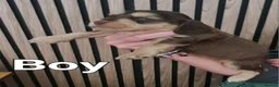 Cocker Spaniel dogs for sale: Beautiful cocker pups - Advert 10