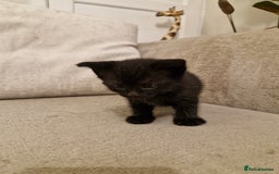 Domestic Shorthair cats for sale: Domestic shorthair/medium hair kittens - Image 3