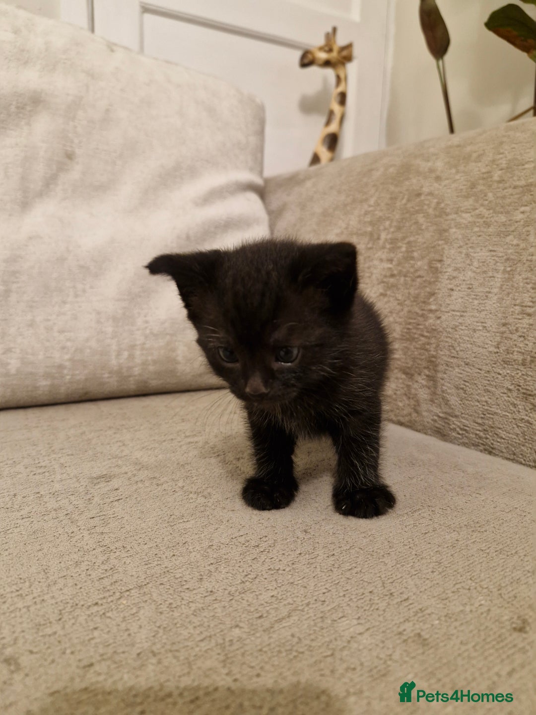 Domestic Shorthair cats for sale: Domestic shorthair/medium hair kittens - Image 3