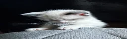 Ragamese cats for sale: Jazmine - Advert 3