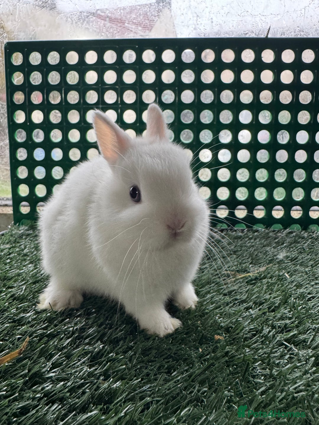 Netherland Dwarf rabbits for sale: Pure breed Netherlands dwarf  - Advert 10