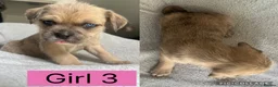 Mixed Breed dogs for sale: Mixed breed puppies  - Advert 3