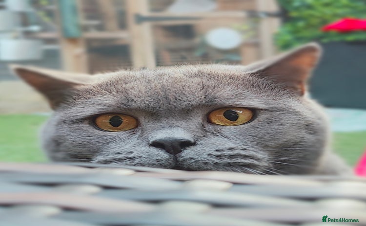 British Shorthair cats Loving Brothers need new family - Advert 1