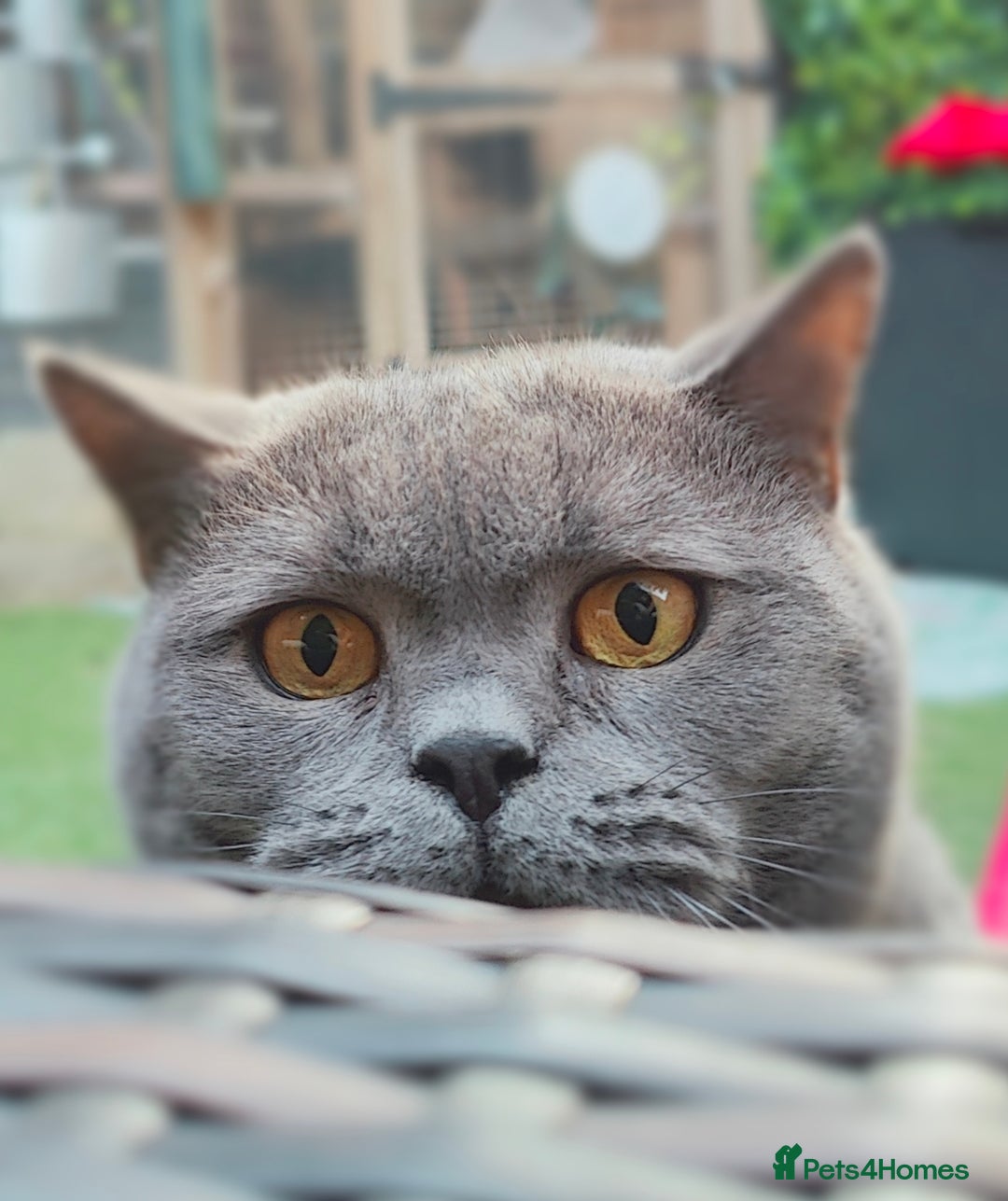 British Shorthair cats for sale: Loving Brothers need new family - Advert 1