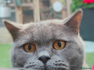 British Shorthair cats Loving Brothers need new family - Advert 1