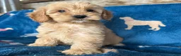 Cockapoo dogs for sale: Cockerpoo puppies - Advert 3