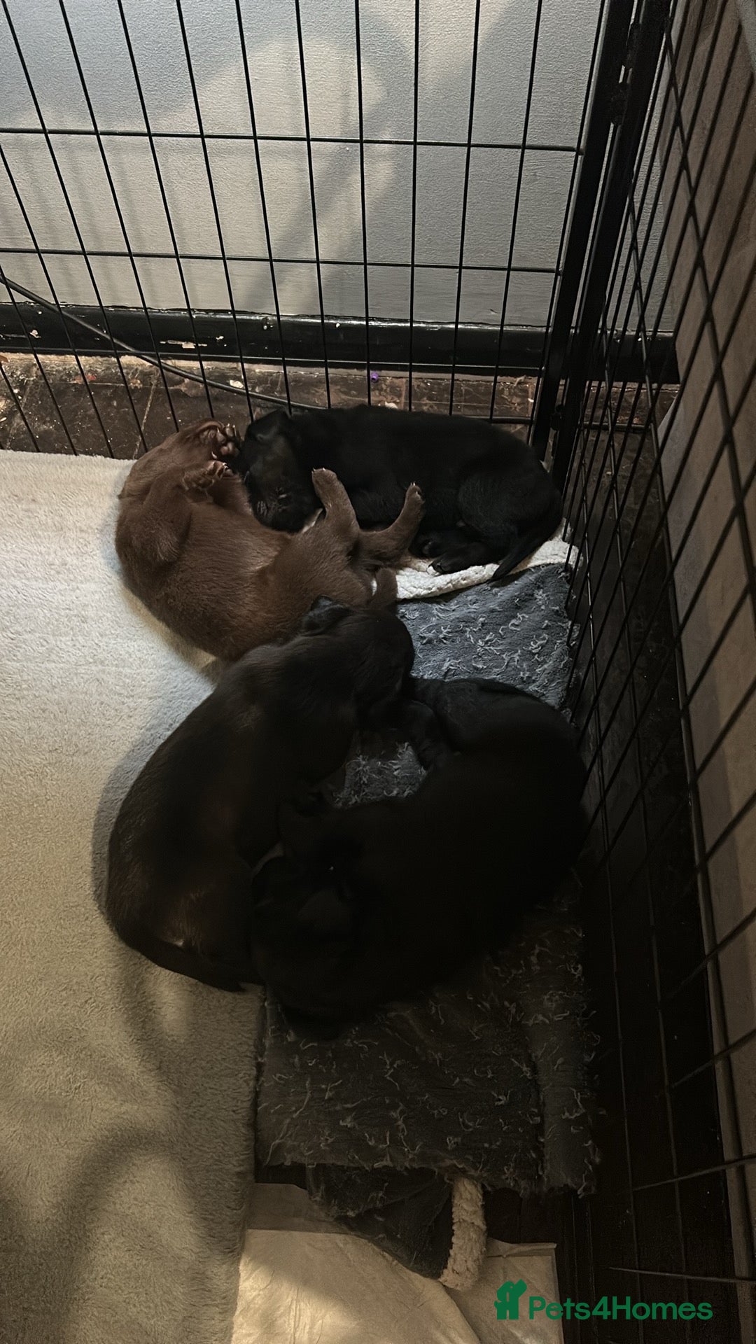 Mixed Breed dogs Staffrador puppies - Advert 23