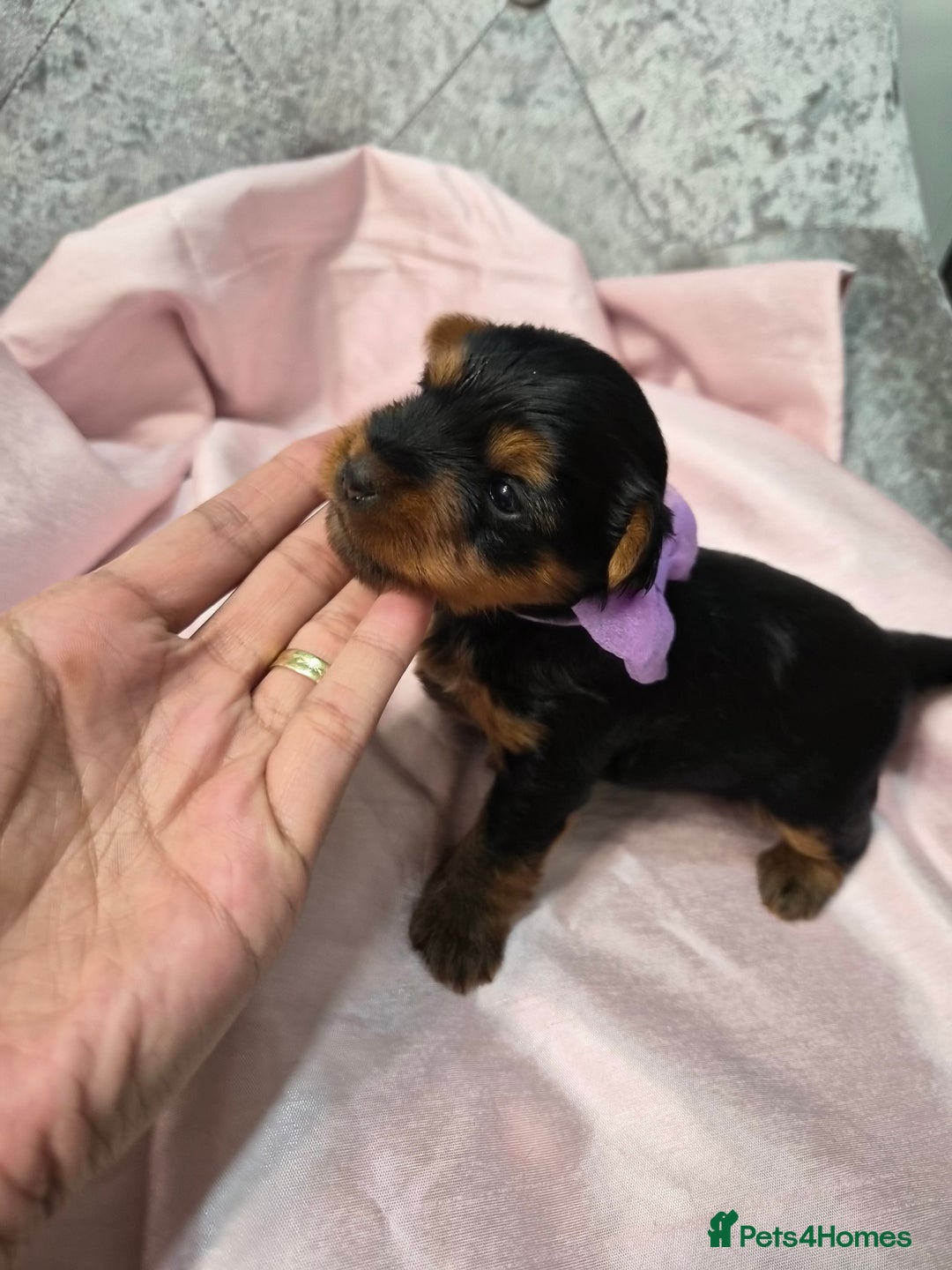 Yorkshire Terrier dogs for sale: Beautiful 7-puppies Yorkshire Terrier - Advert 13