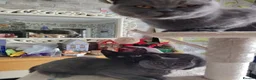 British Shorthair cats for sale: Beautifull British short kittens - Advert 8