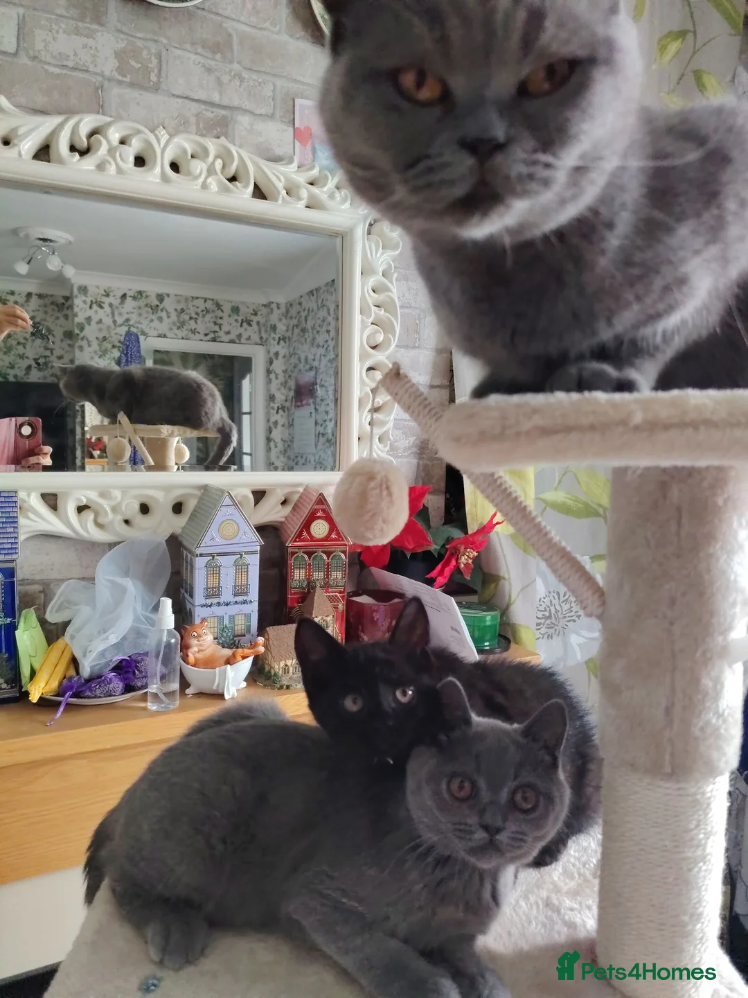 British Shorthair cats for sale: Beautifull British short kittens - Advert 8