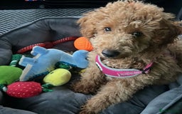 Toy Poodle dogs for sale: Toy poodle  - Image 3