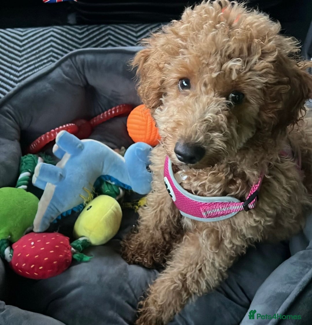 Toy Poodle dogs for sale: Toy poodle  - Image 3