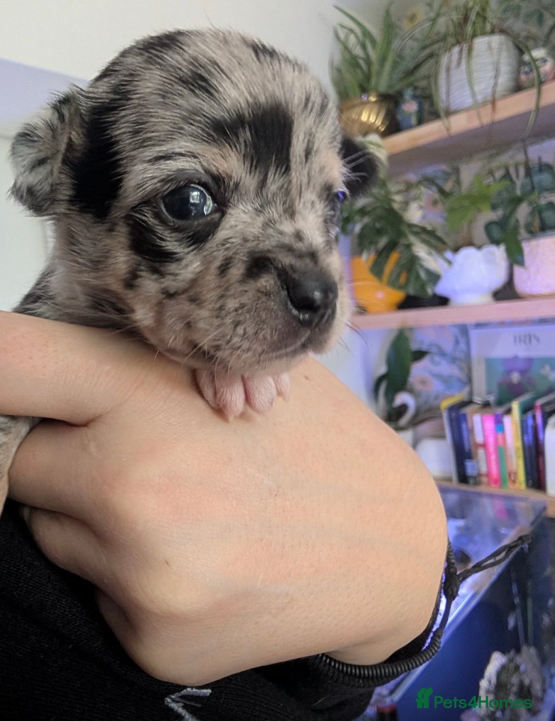 Chihuahua dogs for sale: Beautiful Merle Chihuahua Puppies 🐶  - Advert 17