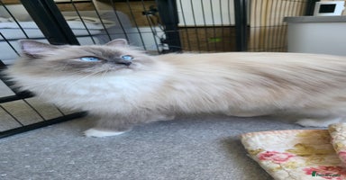 Ragdoll cats - Advert 8