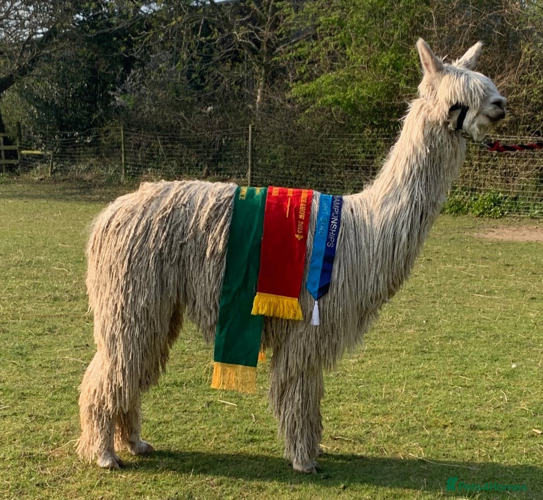 Alpaca livestock for sale: Pet Male Alpacas For Sale - Advert 6