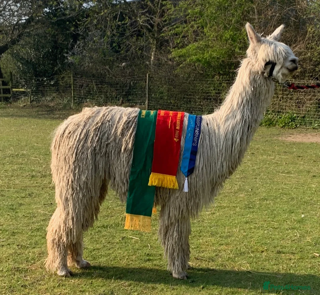 Alpaca livestock for sale: Four Pet Male Alpaca - Advert 6