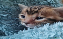 Bengal cats for stud: For Sale Amazing Stud Bengal Male TICA reg litters in Durham - Image 13