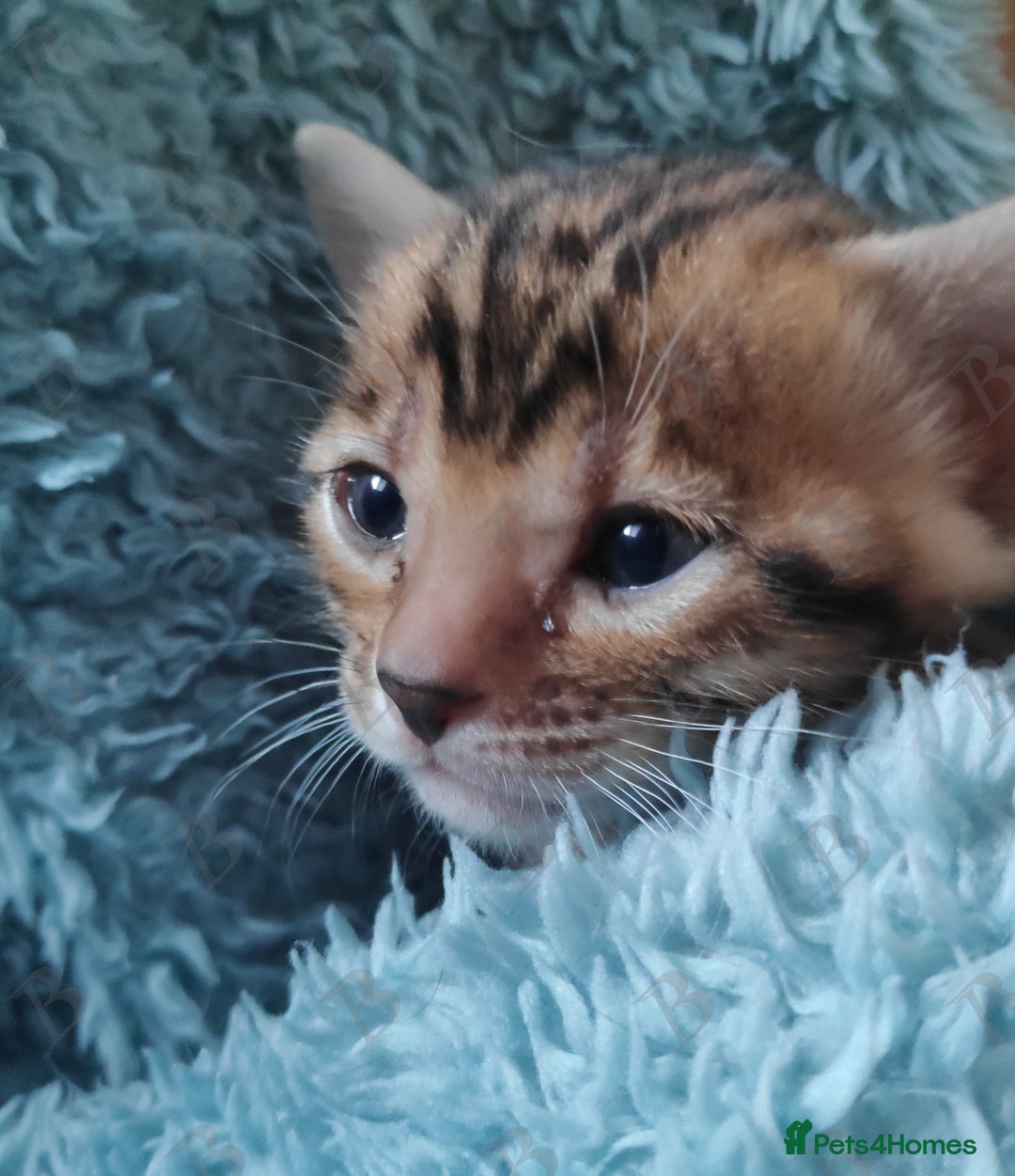 Bengal cats for stud: For Sale Amazing Stud Bengal Male TICA reg litters in Durham - Image 13