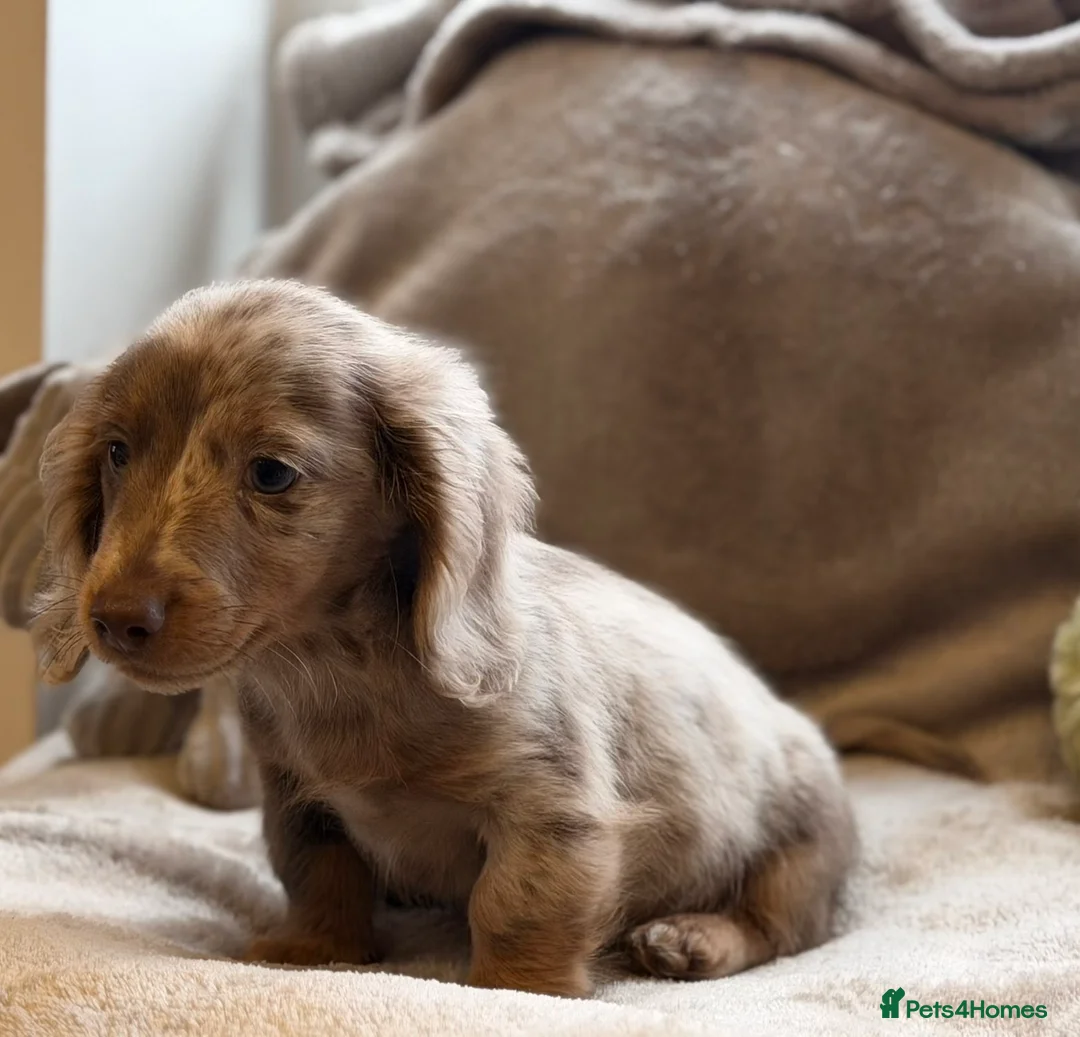 Miniature Dachshund dogs for sale: Long haired dachshund puppie - Advert 7