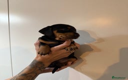 Miniature Dachshund dogs for sale: Two beautiful mini dash’s  - Image 5