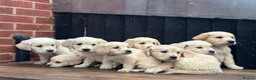 Golden Retriever dogs for sale: *OUTSTANDING* Golden Retriever Puppies  - Advert 7