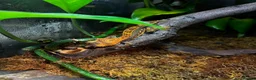 Gecko reptiles for sale: Baby Crested Geckos in Plymouth - Advert 7