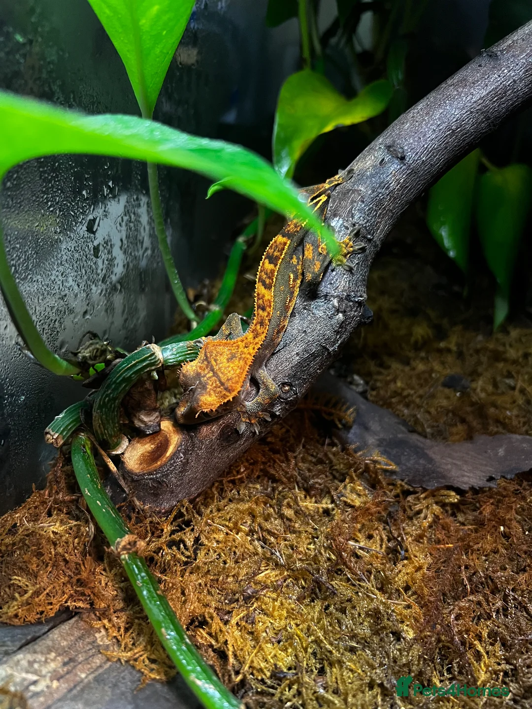 Gecko reptiles for sale: Baby Crested Geckos in Plymouth - Advert 7
