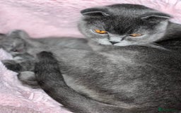 Scottish Fold cats for sale: Scottish Fold  - Image 12