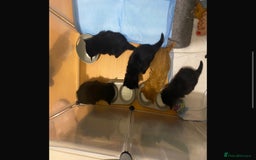 British Shorthair cats for sale: 4 kittens is looking for a loving home in Burton-on-Trent - Image 1