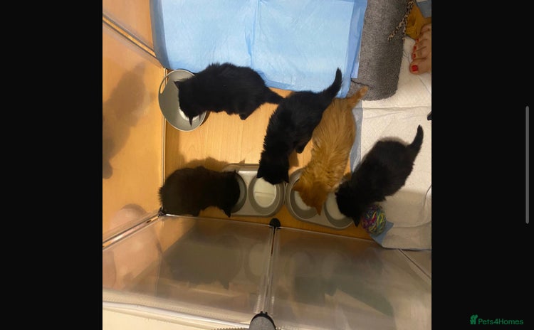British Shorthair cats in Burton-on-Trent - Advert 11