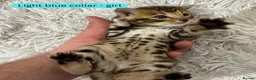 Bengal cats for sale: Luxury 5-Generation-Pedigree Bengal Kittens - Advert 9