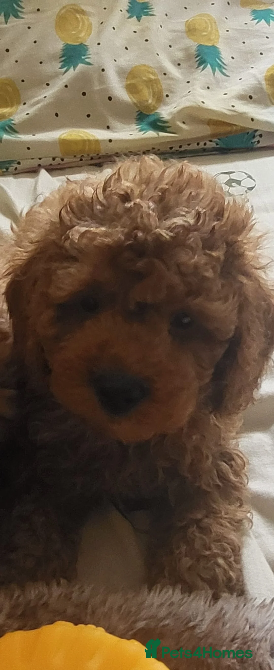 Toy Poodle dogs for sale:  TOY POODLE KC 5 GENERATION PEDIGREE - Advert 1