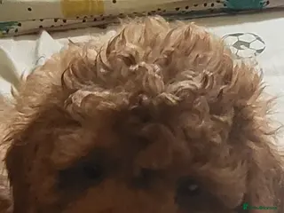 Toy Poodle dogs TOY POODLE KC 5 GENERATION PEDIGREE - Advert 1