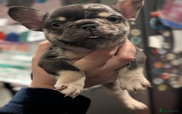 French Bulldog dogs for sale: French Bulldog puppies ready now ❤️ last 2 left - Image 12