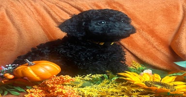 Double Doodle dogs - Advert 14
