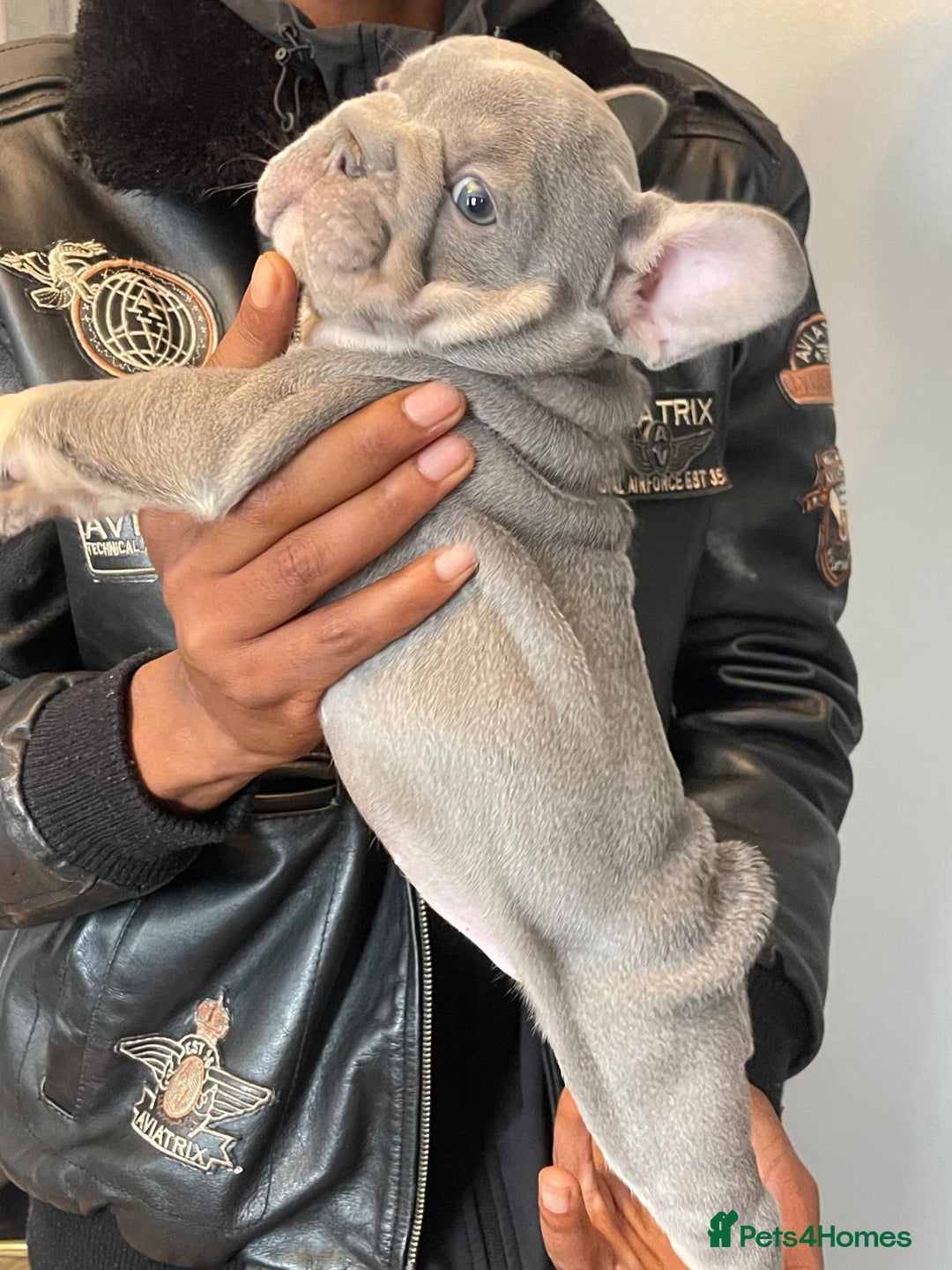 French Bulldog dogs for sale: beautiful frenchies - Image 14