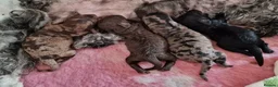 Toy Poodle dogs for sale: Superb Merle Toy Poodles - Advert 4