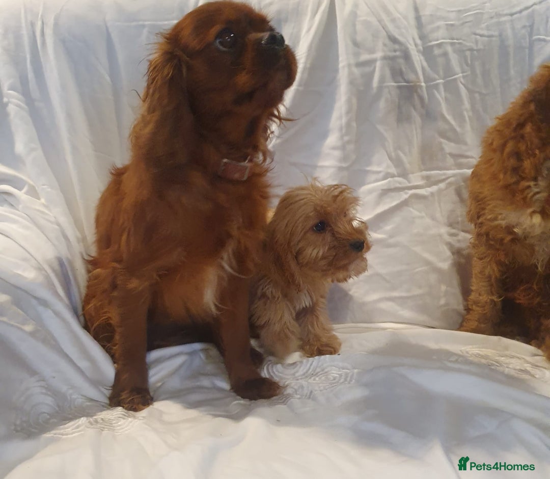 Cavapoo dogs for sale: Cavapoo - Advert 6