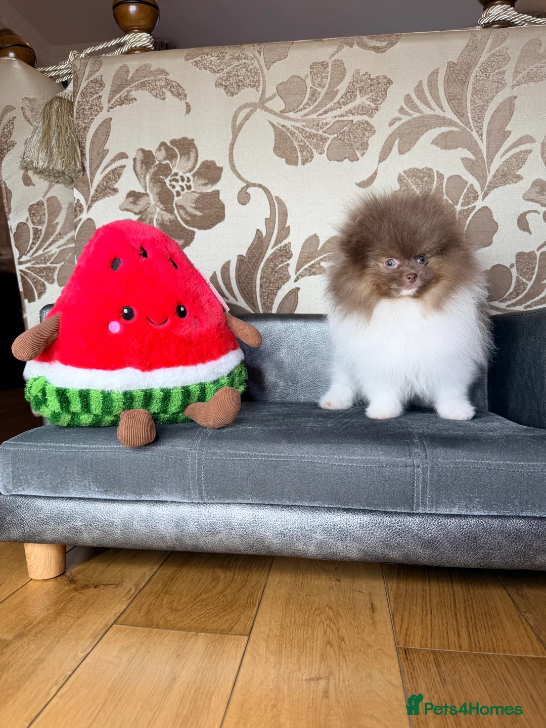 Pomeranian dogs for sale: Exclusive Lilac Party color Pomeranian Boy - Advert 36