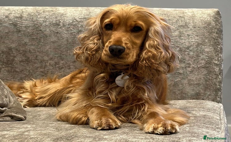 Cockapoo dogs - Advert 2