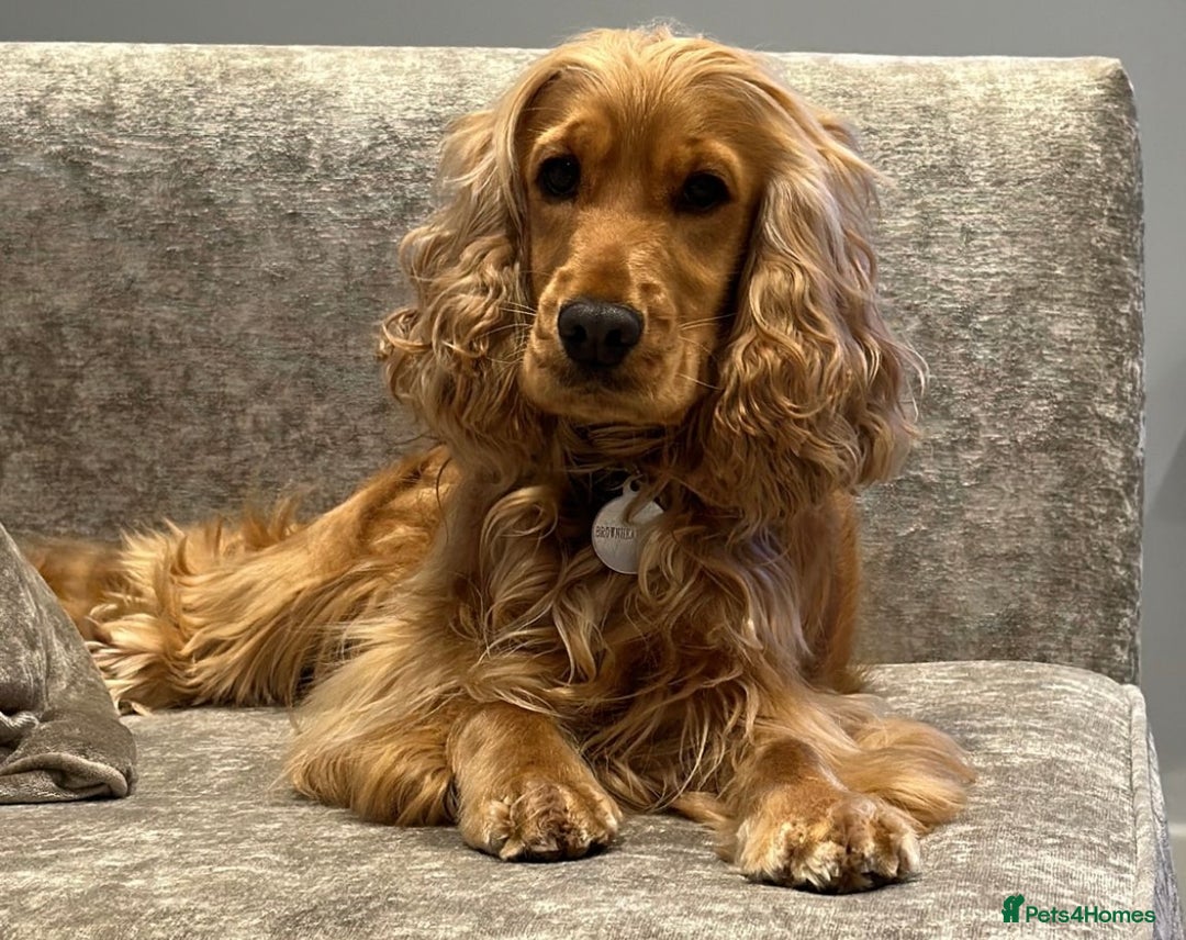 Cockapoo dogs for sale: 🐾 Expected F1 Top Class 🐾  - Image 1