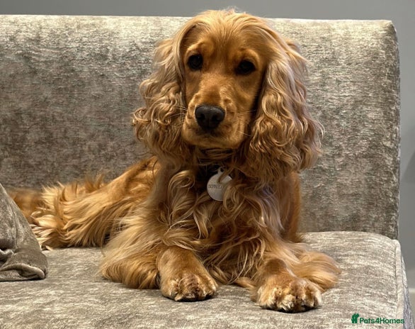 Cockapoo dogs - Advert 14