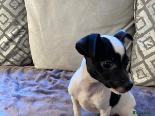 Jack Russell dogs - Advert 5