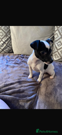 Jack Russell dogs - Advert 6